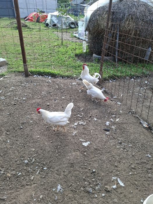 Găini și cocoș Leghorn