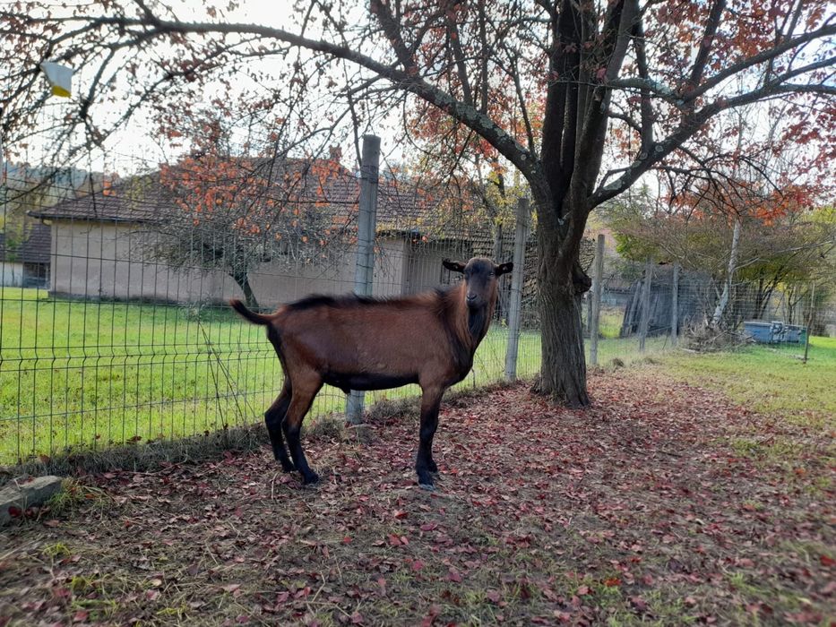 Berbec carabas si tapi alpin francez si metis sannen