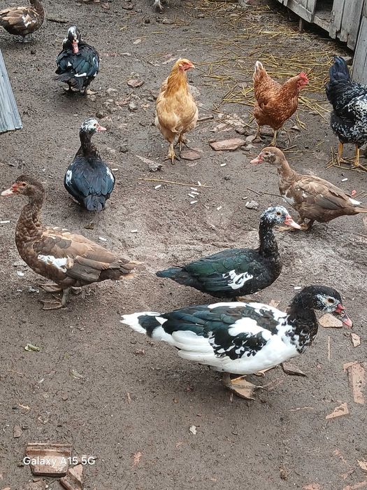 Rațe mute de anu acesta