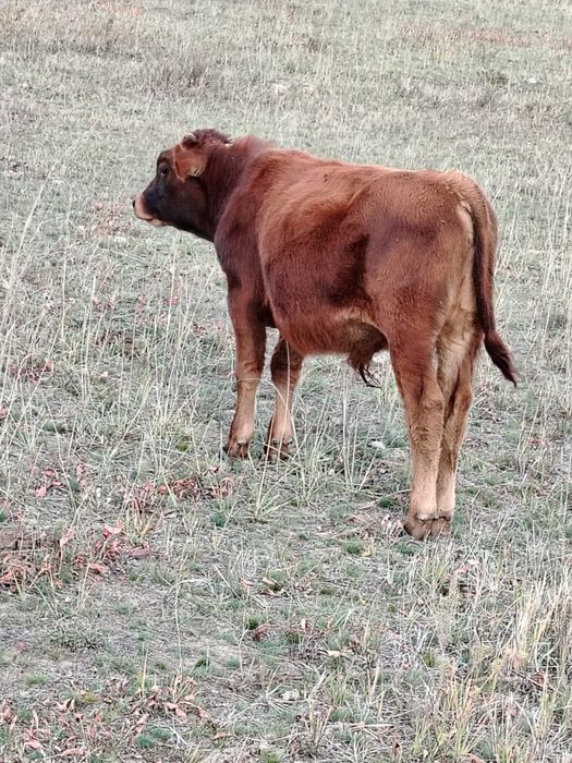 Подсос еркек бұзаулар сатылады!