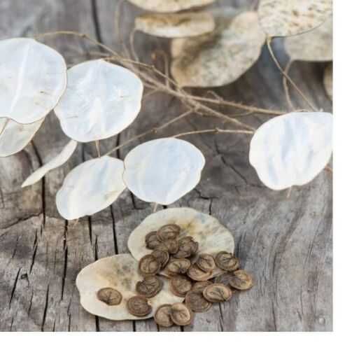 Vand  planta uscata  si seminte  Argintii lui Iuda  Lunaria Annua