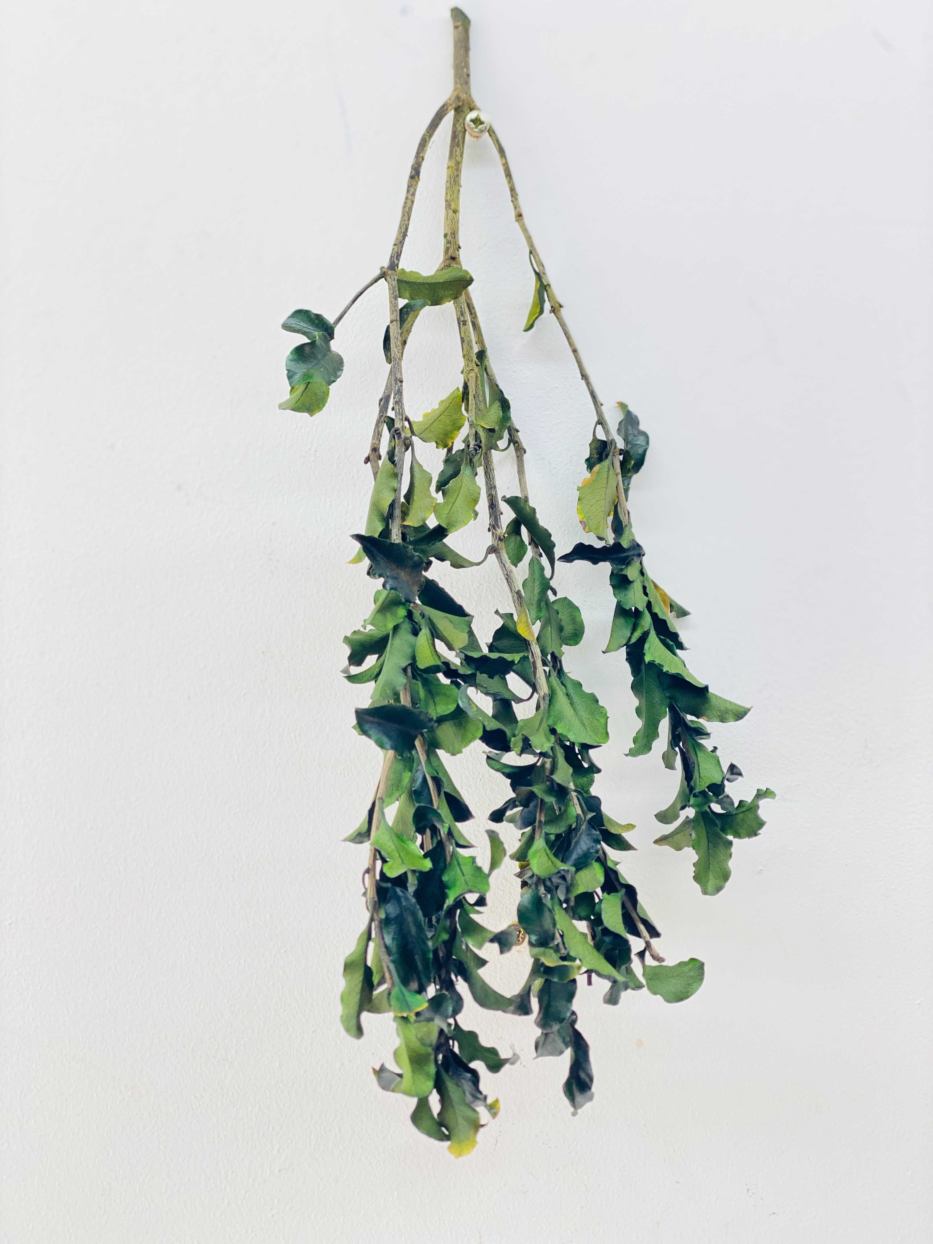 Plante decorative stabilizate | 35 cm lungime