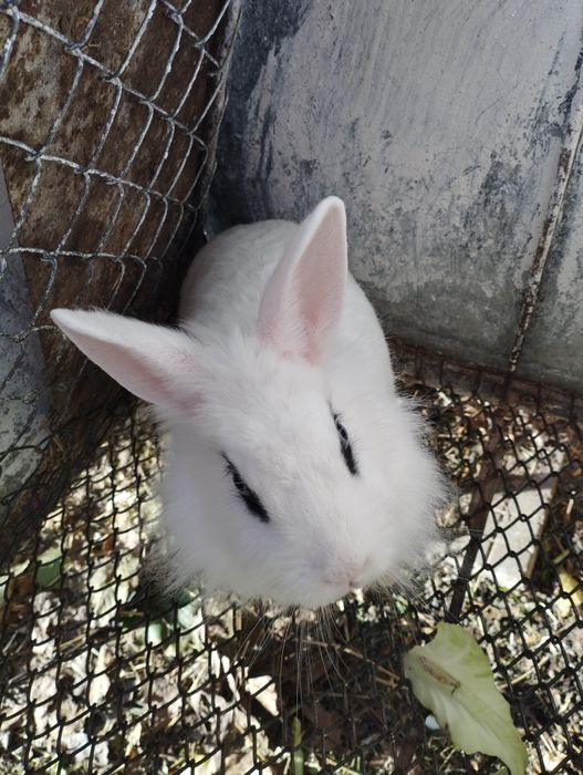 Продавам декоративни зайчета едно женско и едно  мъжко