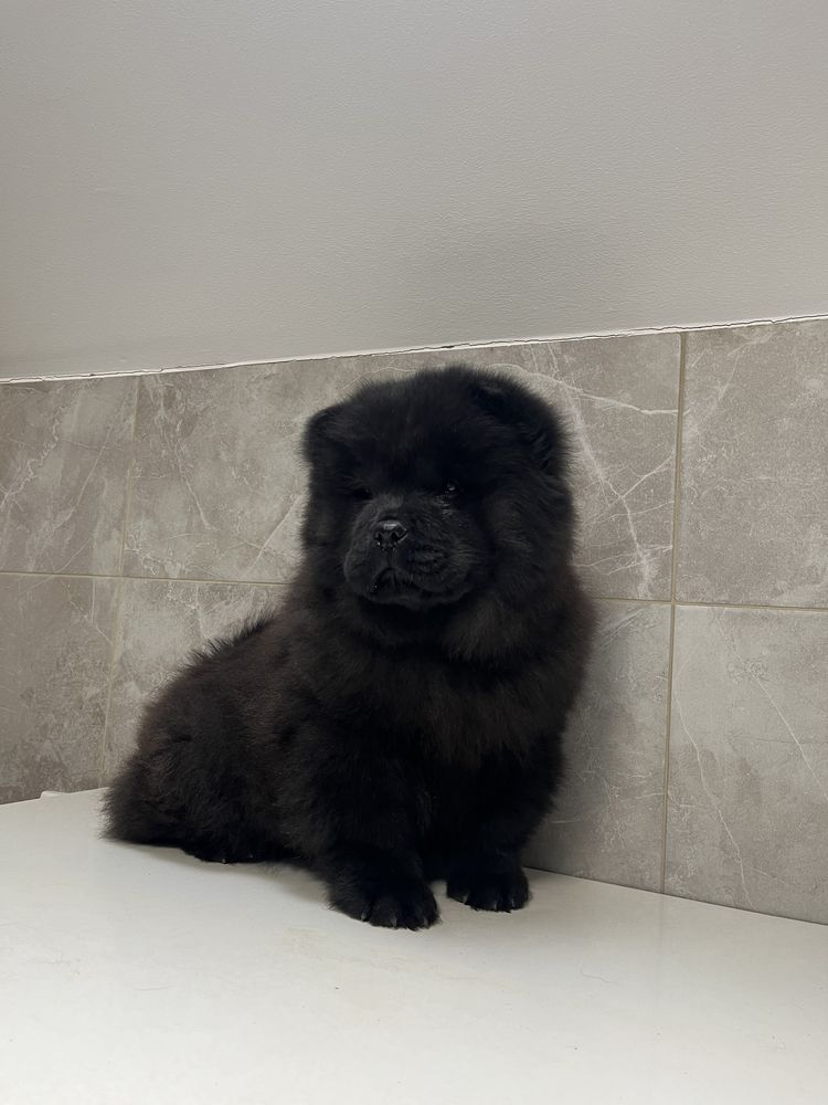 Chow chow negru