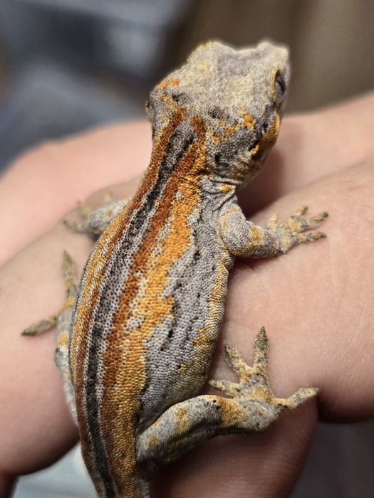 Rhacodactylus auriculatus/ Gargoyle gecko