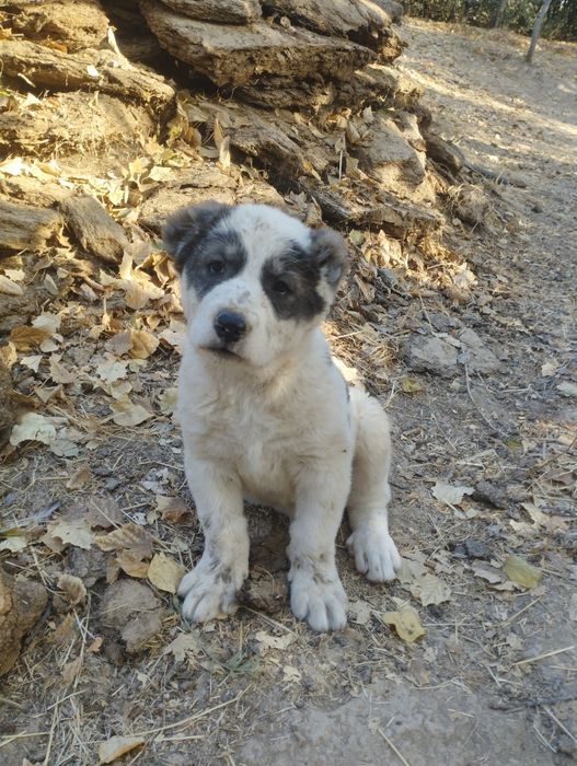 Alabay 3 oylik erkak va urgʻochi