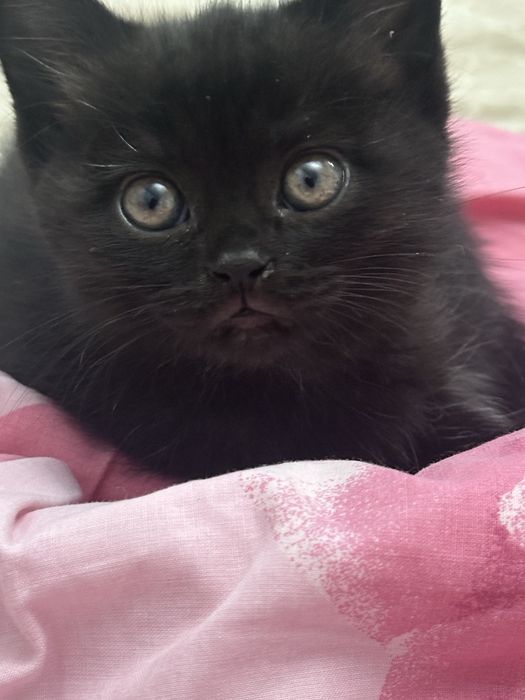 мушук болалари сотувда. продаются котята шотландцы прямоухие.