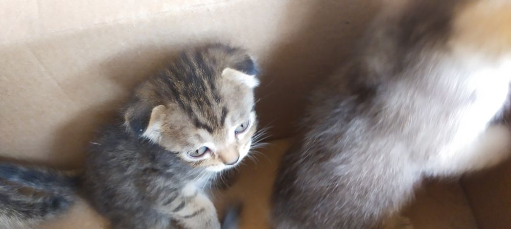 Продаются котята