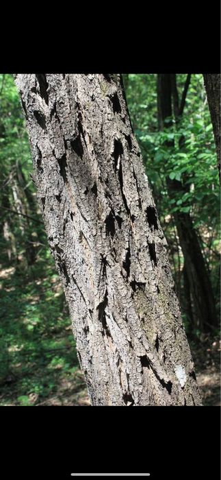 Vand Padure de salcam cu acte