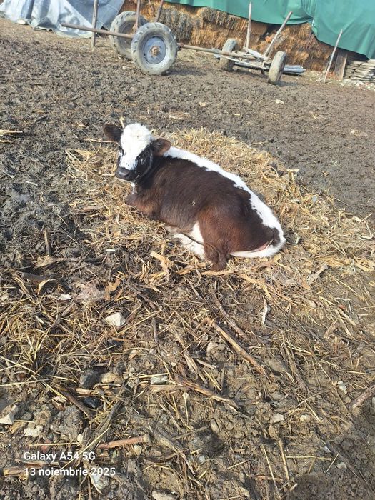 Vând vitei si vitele