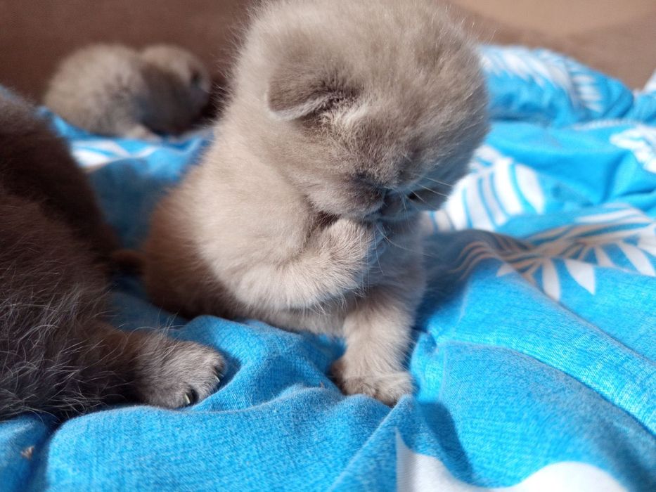 Британски котенца