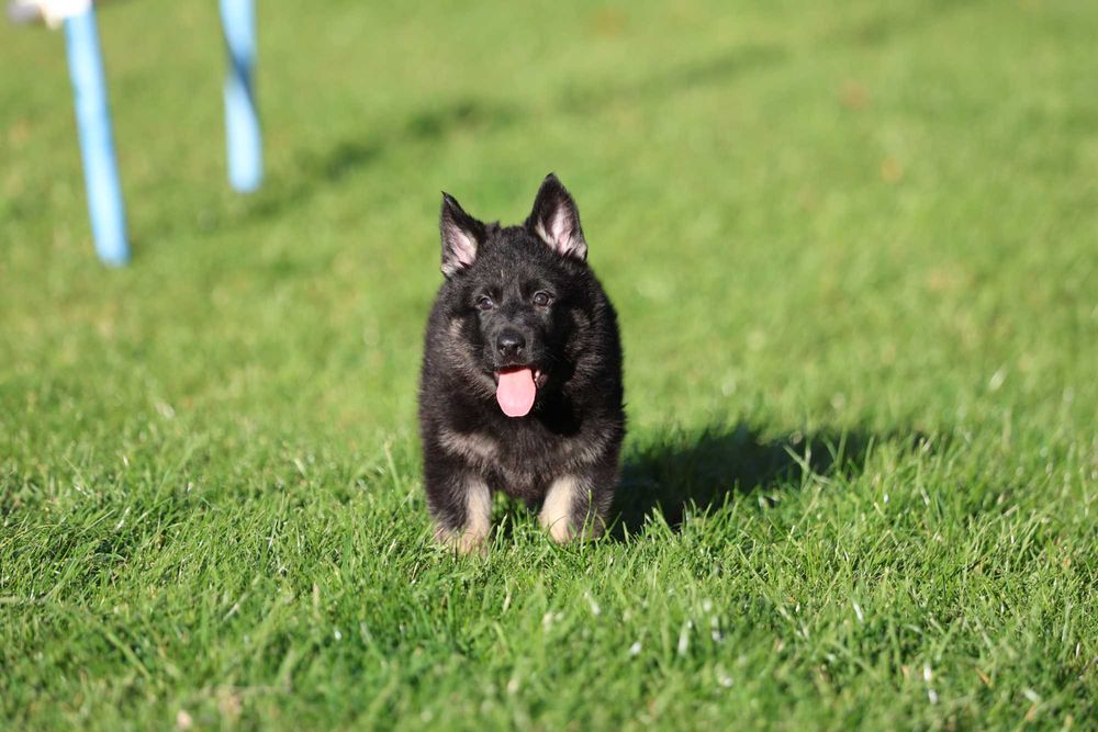 Ciobanesc German Linie de lucru spate drept Canisa autorizata