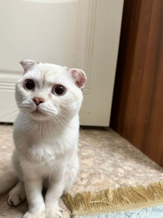 Животные и кошки