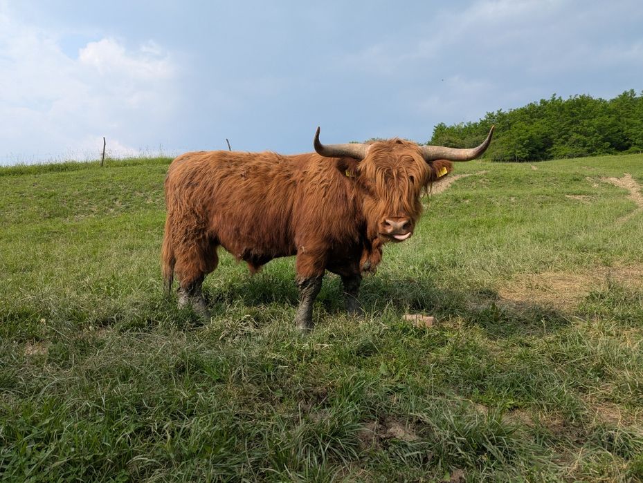 Tauri rasa highland scoțian cu origine germană