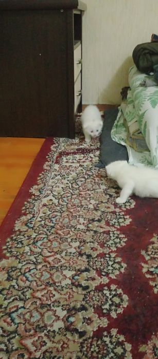 Judayam aqlli toza zotli mushukchalar