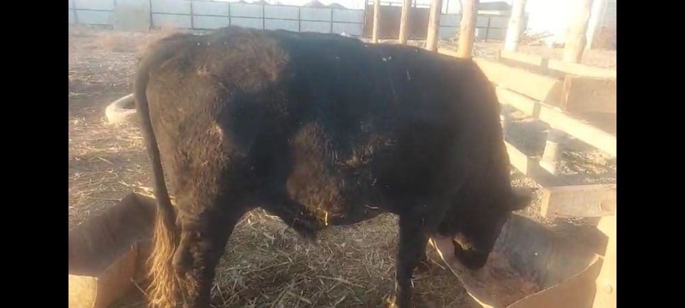 Бұқалар сатылады