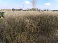 Mol o'ti sotilodi