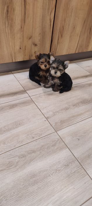 Йорки. Прекрасни представители на породата