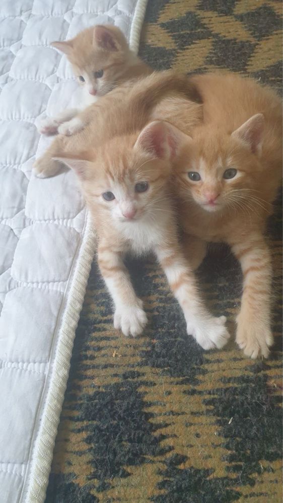 Домашный котенок