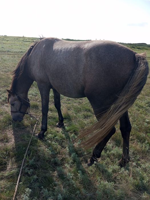 Продается жеребец