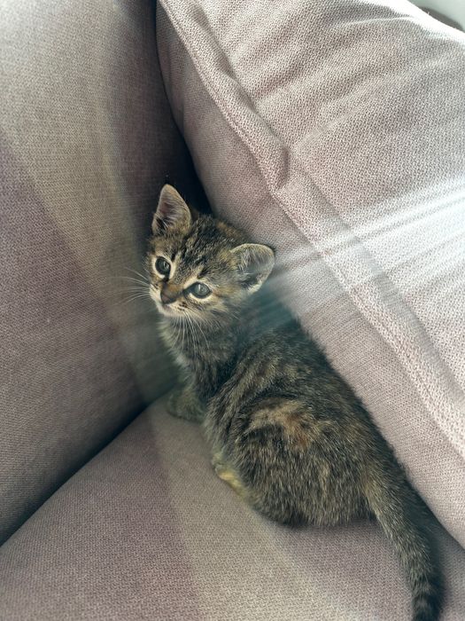Ofer spre adopție o pisicuță adorabilă!