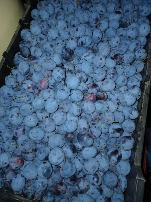 Продам Домашнюю Сливу
