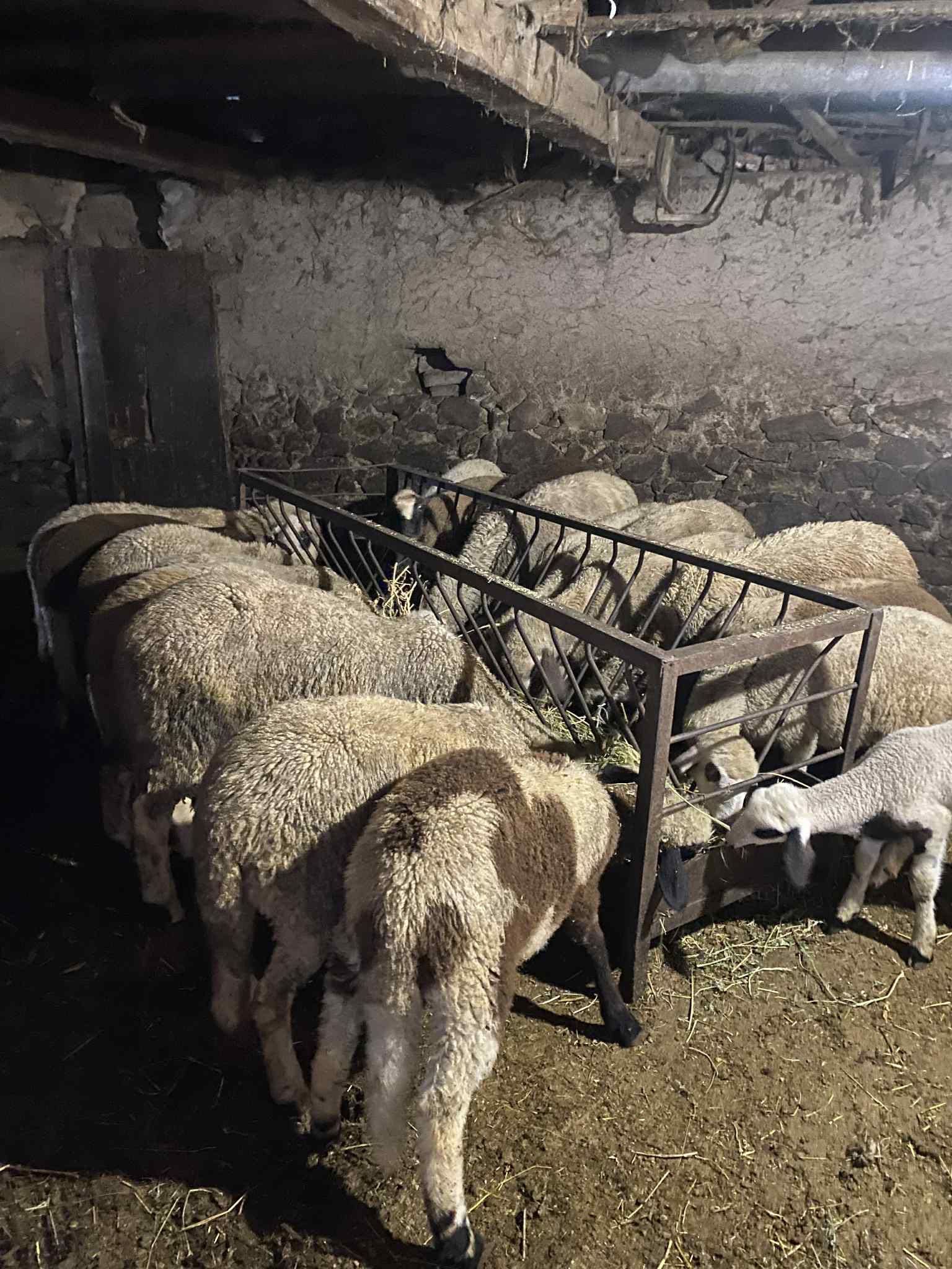 Продавам домашни агнета