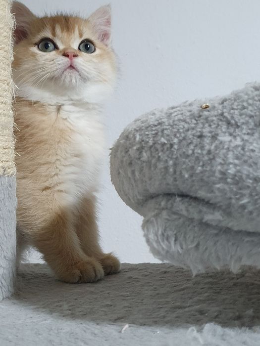 British shorthair