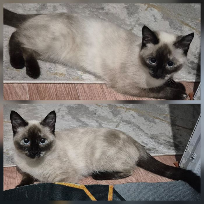 Отдам кошечку в добрые руки