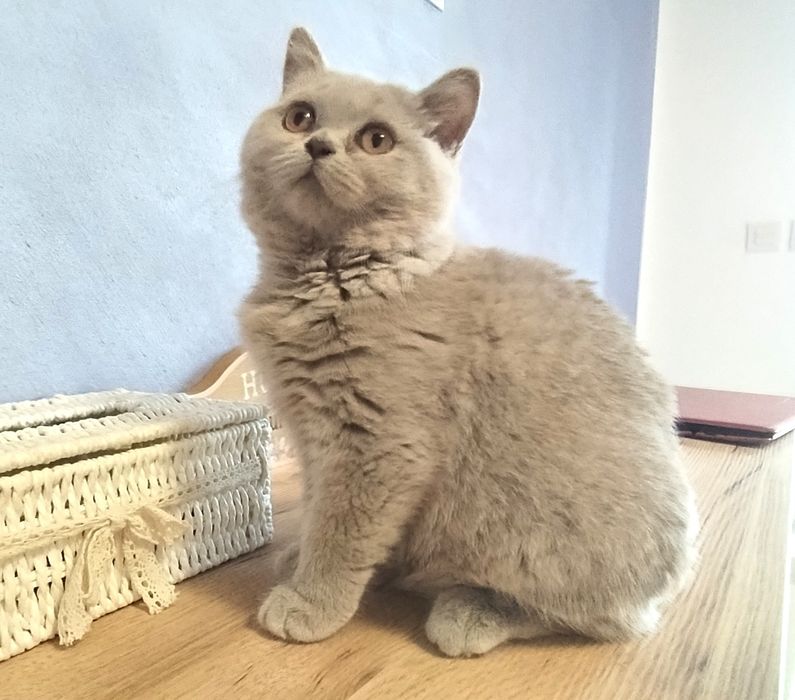 British shorthair lila