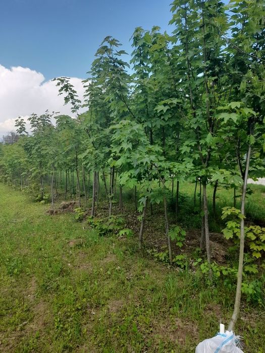 Braz mesteacăn tei pawlonia artar