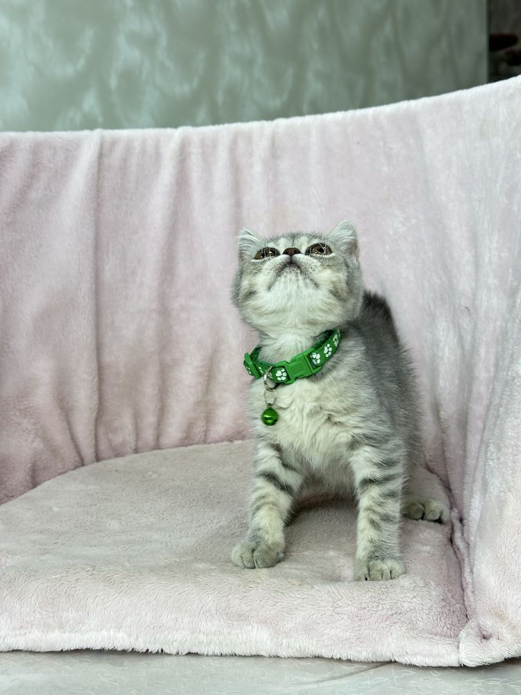 Котенок скоттиш страйт