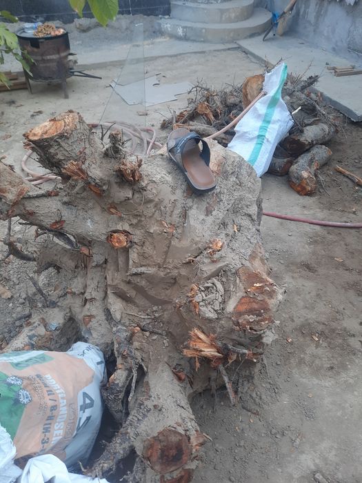 Катта тунка урик дарахтиники  ва яна к,олганлари