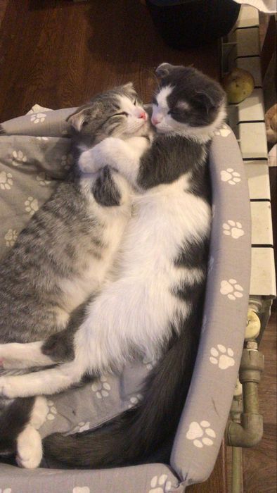 Отдам котят ,котята ищут дом срочно