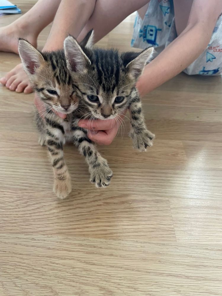 4 pisoi salvati - 2 baieti, 2 fetite - cauta familii iubitoare