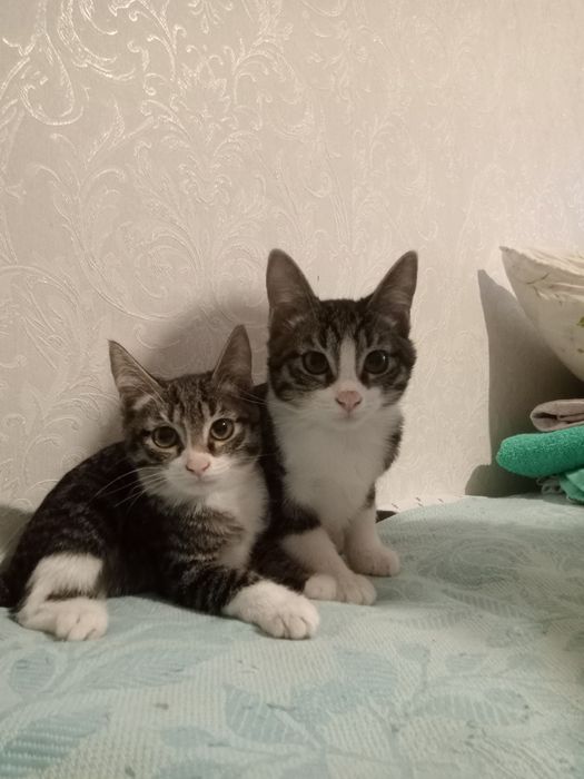 Отдаю котят в хорошие руки