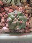 Vand pui de cactusi .10 lei bucata.