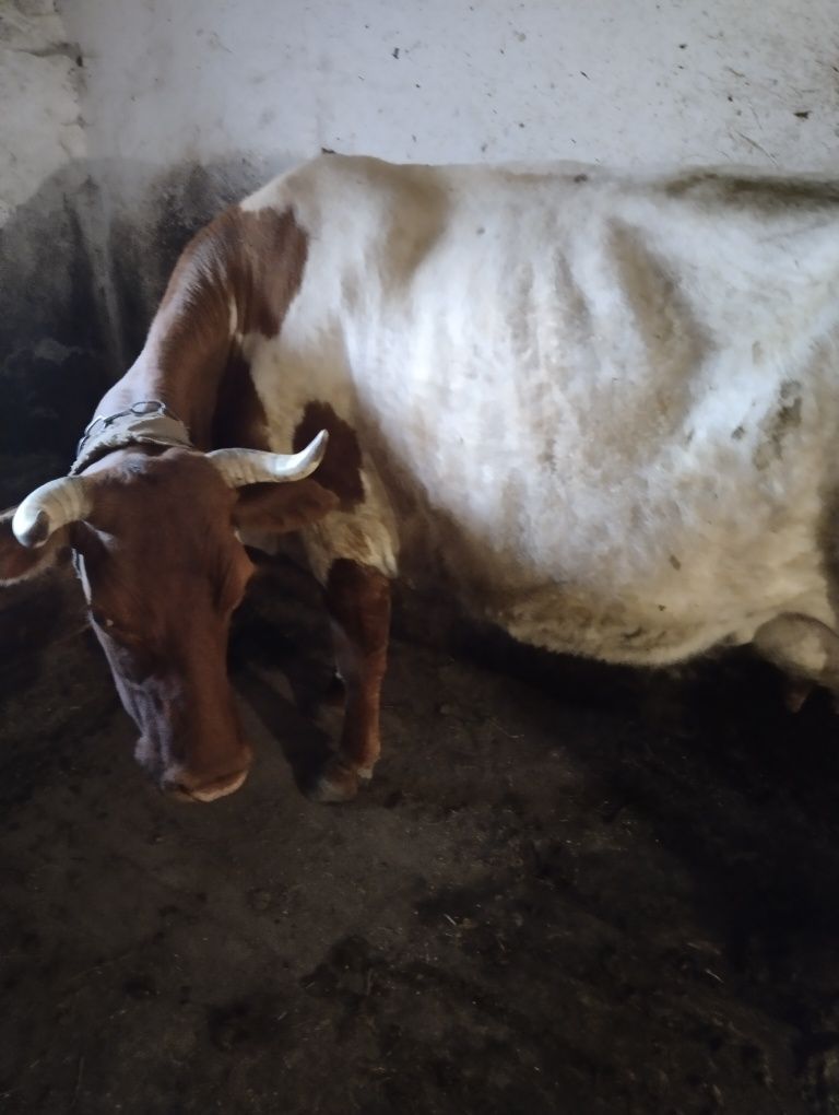 Продаю дойную корову 6 отёлом