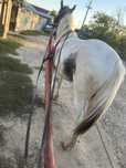 De vanzare cal de RASA PINTO HORSE