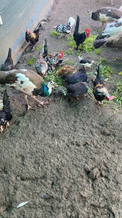 Vand puiet pauni si gaini pitice