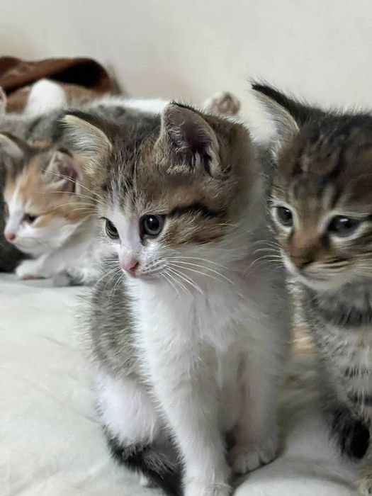 Котята в хорошие руки