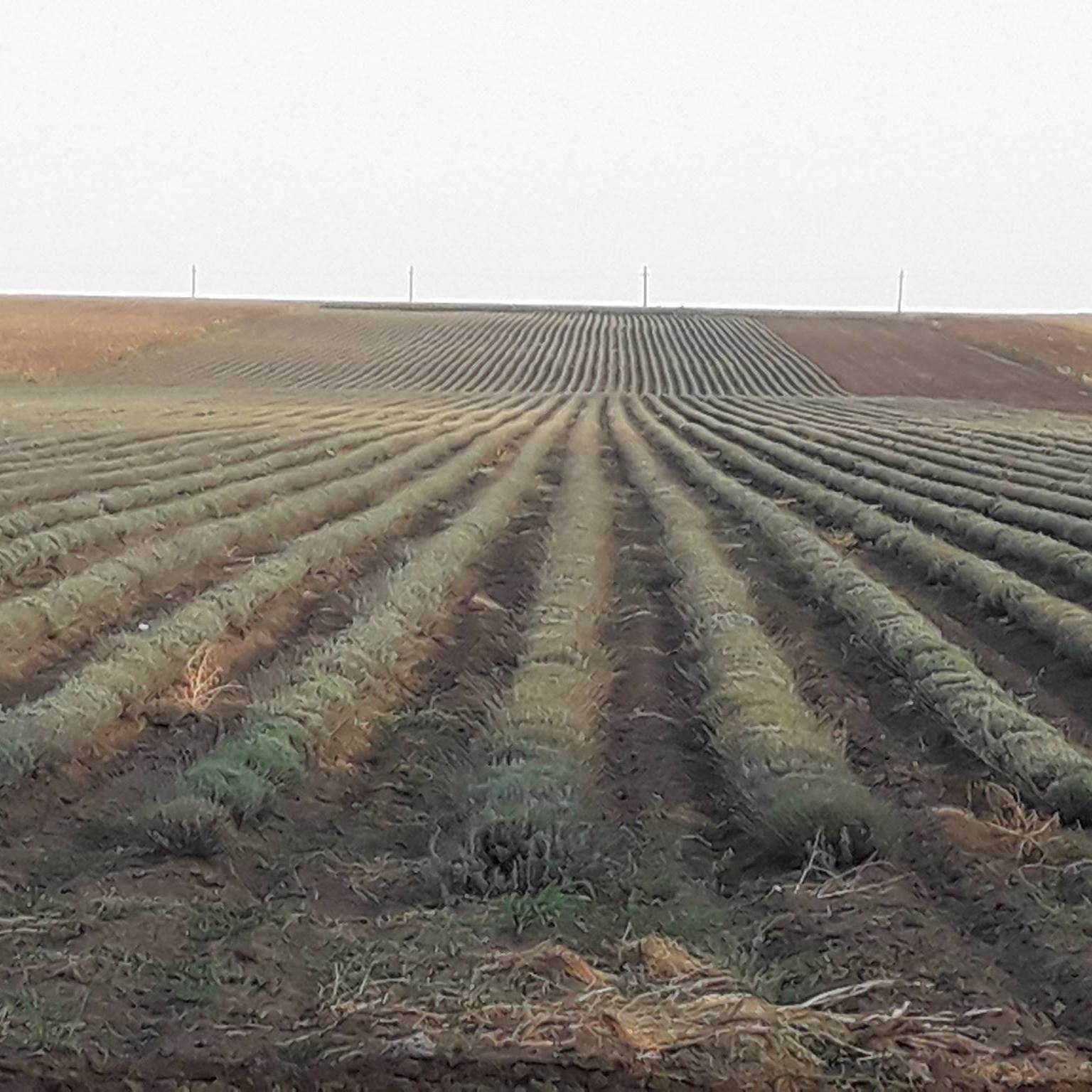 199 Lei/ litrul Ulei esential de Lavanda  produs, distilat in Bulgaria