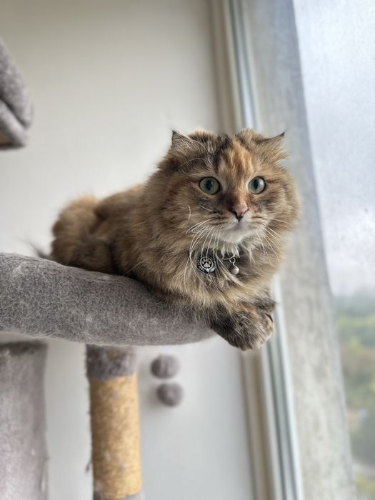 Шотландска правоуха