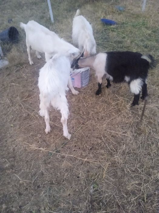 Vând capre, iezi si țapi pentru prasala,tăiat,de Paste