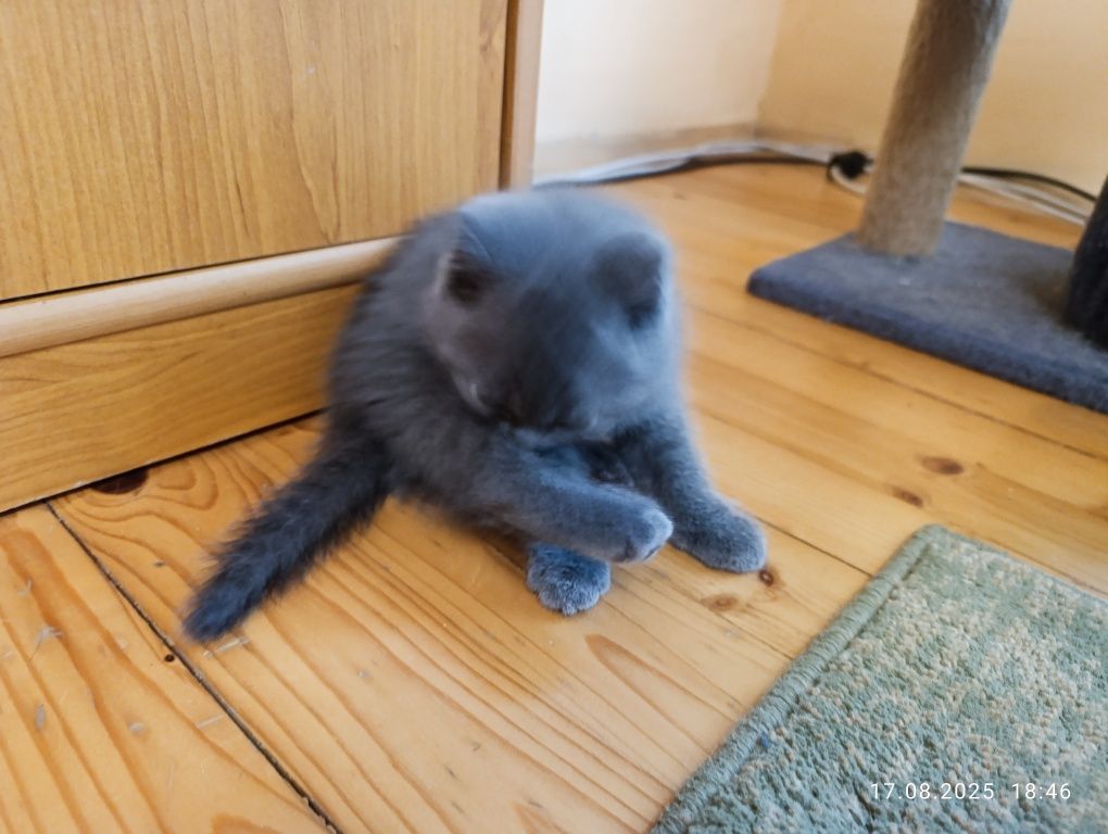 Британски котенца