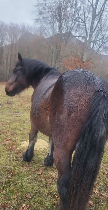 De vânzare mânză de 1.5 ani