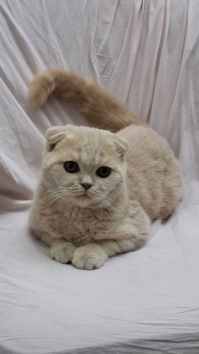 Продаётся Скотиш Фолд +лоток+расческа