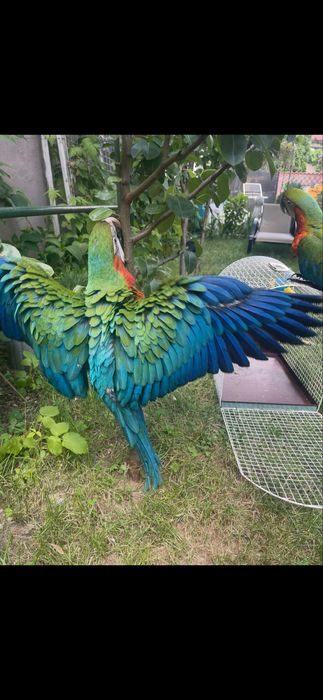 Pui papagal ara araruna