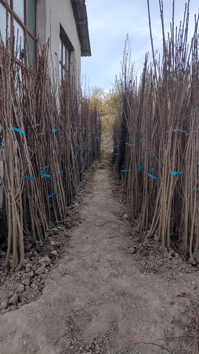 Asiguram-livrare gratuita la material săditor pomicol de Aiud