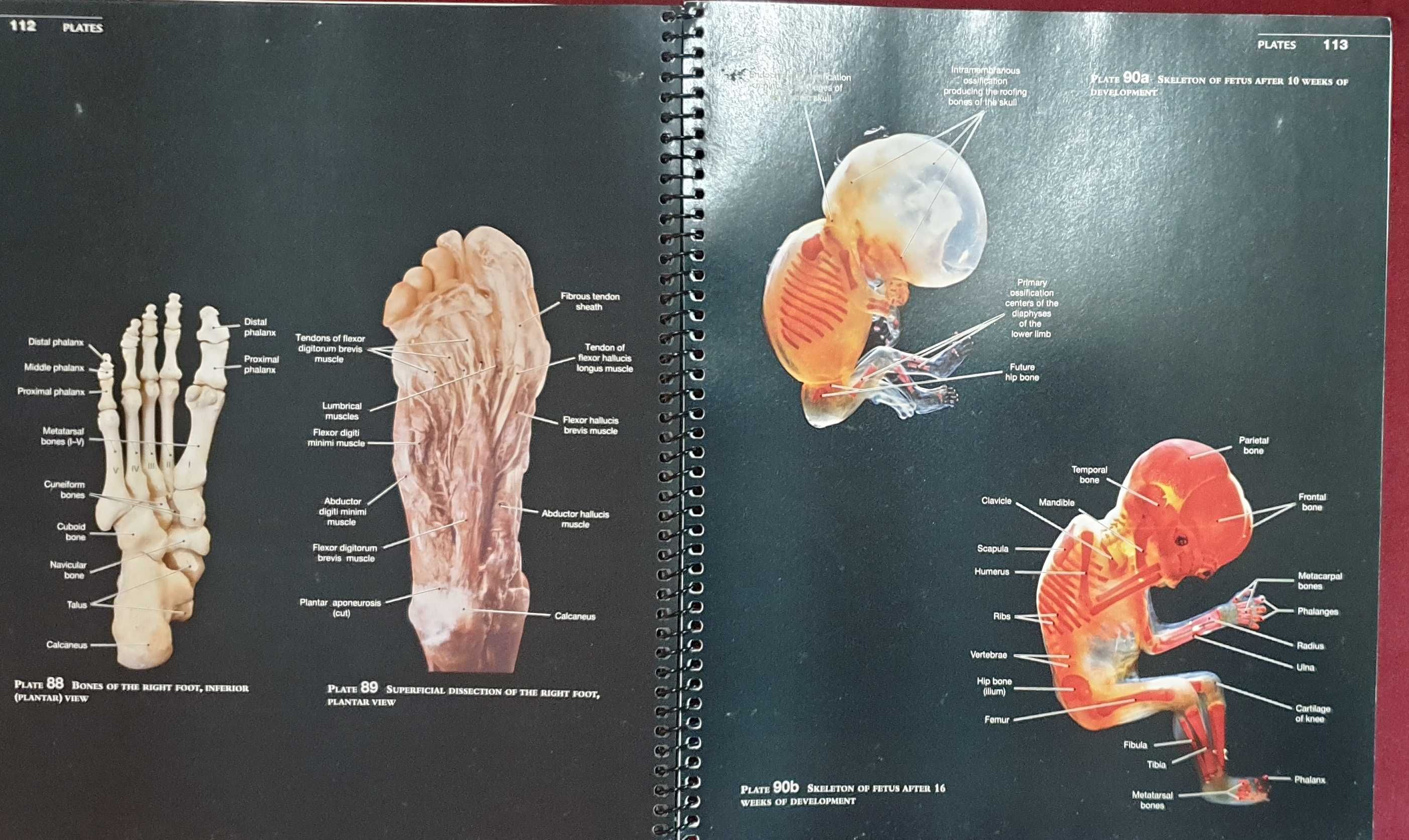 Martini's Atlas of the Human Body